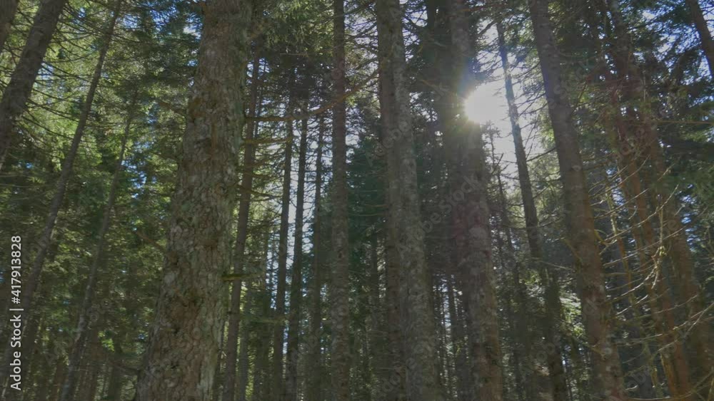 Camera rotation in wild forest in sunny day. Green crownw of tree. Spring in the wood. Reflection of the sun. Montenegro, Durmitor Camera rotation in wild forest in sunny day. Green crownw of tree. Spring in the wood. Reflection of the sun. Montenegro, Durmitor