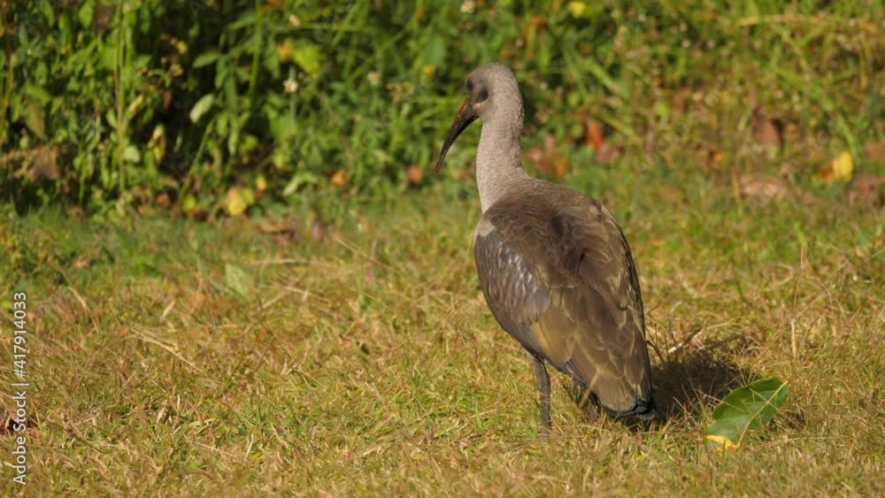 Hadeda ibis on grass lawn in a garden in South Africa Hadeda ibis on grass lawn in a garden in South Africa