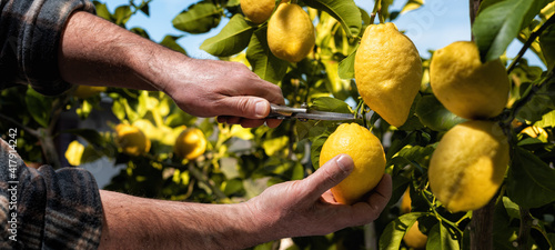 Close-up of the hands of the farmer who harvest the lemons in the citrus grove with scissors. Traditional agriculture. photo