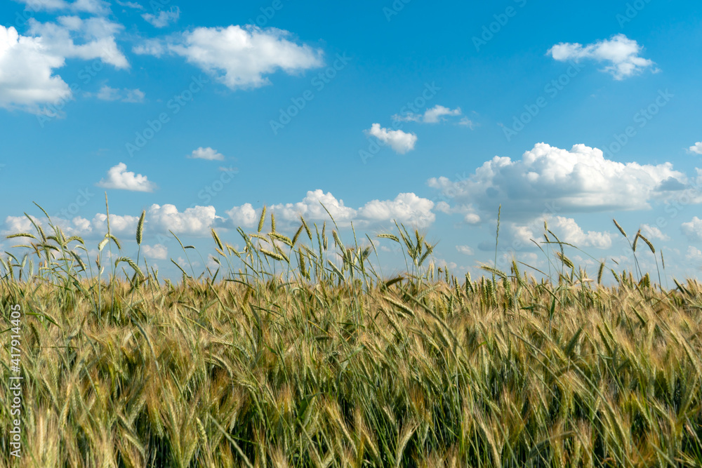 Naklejka premium Beautiful fluffy clouds on a blue sky background over a field of young wheat. Summer countryside landscape. Natural agriculture. Wheat spikelets close-up against the sky.