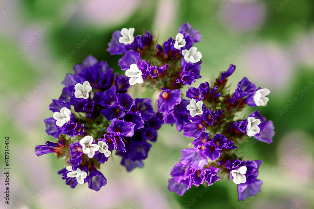 Fototapeta premium Macro shot of a purple marsh-rosemaries Limoneum, bud flower statice