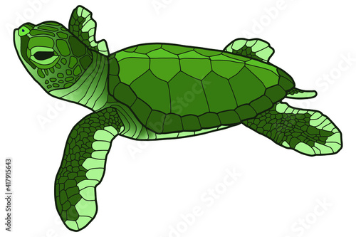 Small green turtle. Baby sea turtle. Realistic illustration. 