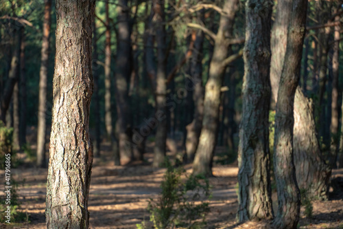 Fototapeta Naklejka Na Ścianę i Meble -  pine forest on a summer day. Tree trunks close-up. The texture of tree bark.