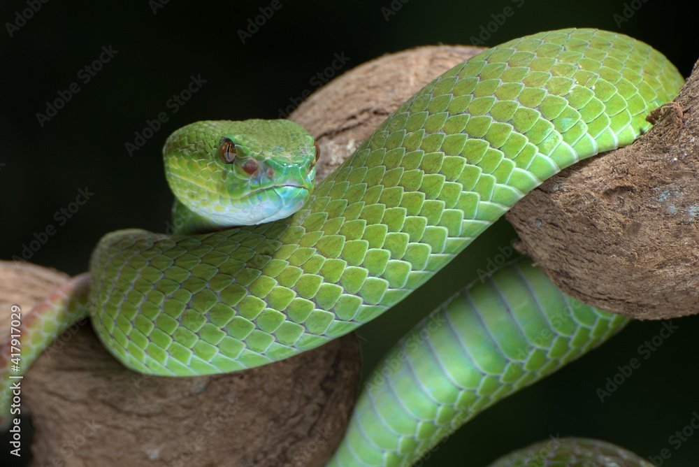 Obraz premium White-lipped island pit viper in dark background