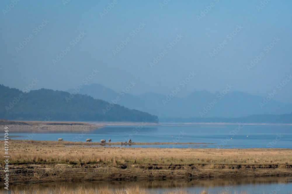 wild asian elephant family or herd with baby elephants or calf on ramganga river reservoir at dhikala zone of jim corbett national park or tiger reserve uttarakhand india - Elephas maximus indicus