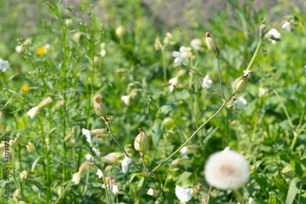 Flower field in the forest. Fluffy dandelion on the background of other flowers. Flower field in the forest. Fluffy dandelion on the background of other flowers.