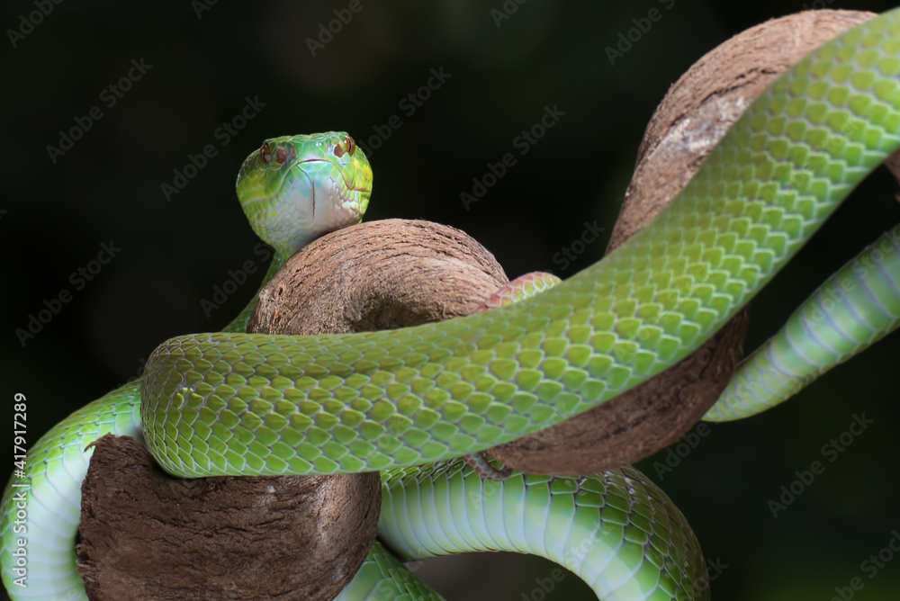 Fototapeta premium White-lipped island pit viper in dark background