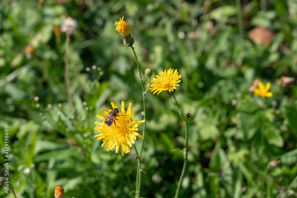 Large flower field. A bee sits on a yellow flower. Pollination of flowers. Honey pasture. Kulbaba autumn Large flower field. A bee sits on a yellow flower. Pollination of flowers. Honey pasture. Kulbaba autumn
