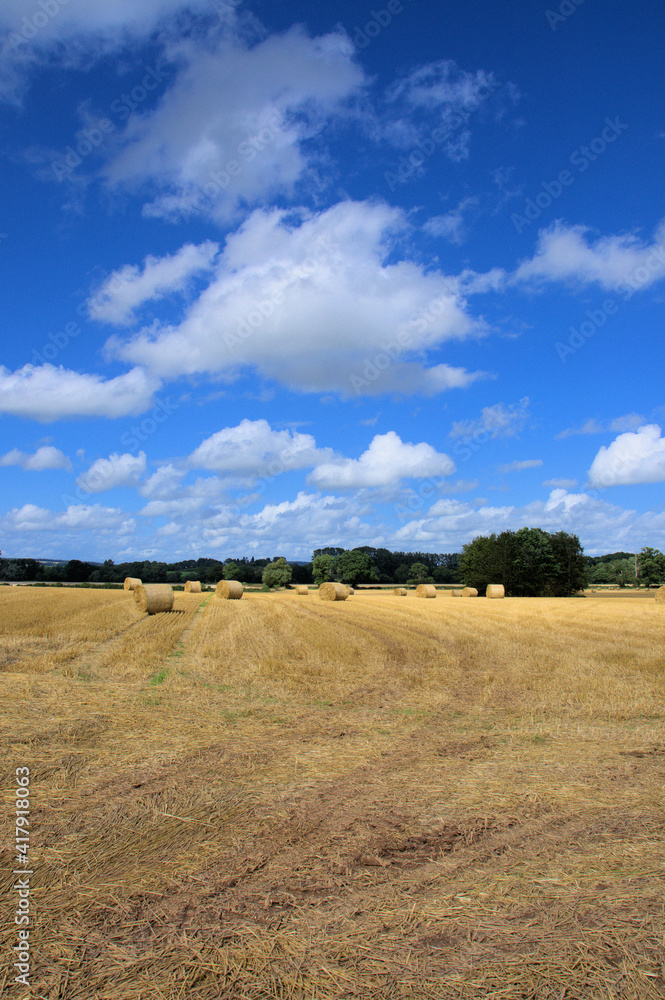 Straw bales in a summertime field.