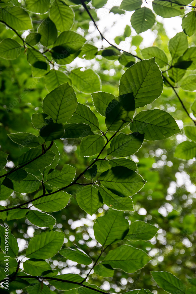 Hojas de Haya (Fagus sylvatica) vistas desde debajo con el fondo del resto de ramas de árbol y el cielo desenfocadas por efecto bokeh Hojas de Haya (Fagus sylvatica) vistas desde debajo con el fondo del resto de ramas de árbol y el cielo desenfocadas por efecto bokeh