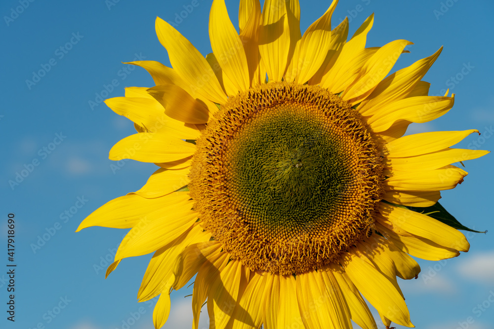 A large sunflower close-up against a blue sky. A large sunflower close-up against a blue sky.