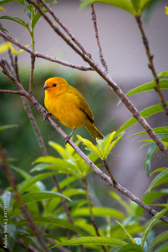 Obraz premium little bird