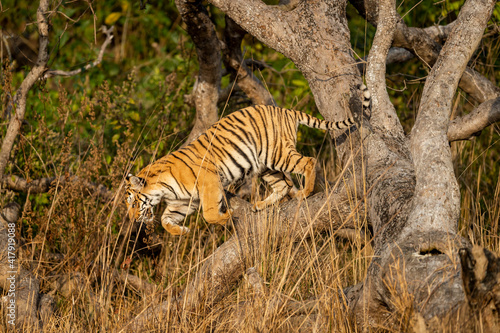 Wild and playful royal bengal tiger jumping from tree at dhikala zone of jim corbett national park or tiger reserve uttarakhand india - panthera tigris tigris