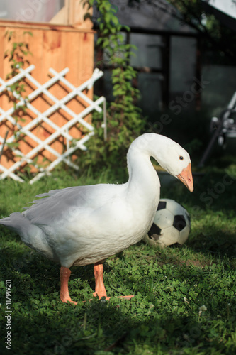 White sad goose and soccer ball