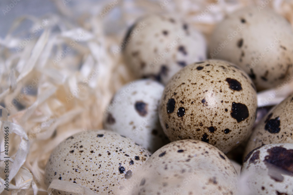 close up of quail eggs in a nest of dry grass. copy space for advertising of food or restaurant menu design. easter eggs close up of quail eggs in a nest of dry grass. copy space for advertising of food or restaurant menu design. easter eggs