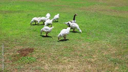 white house geese eat grass on the football field