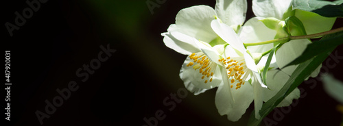 Blossoming jasmine, white flowers on the black background, sunlight. Banner.