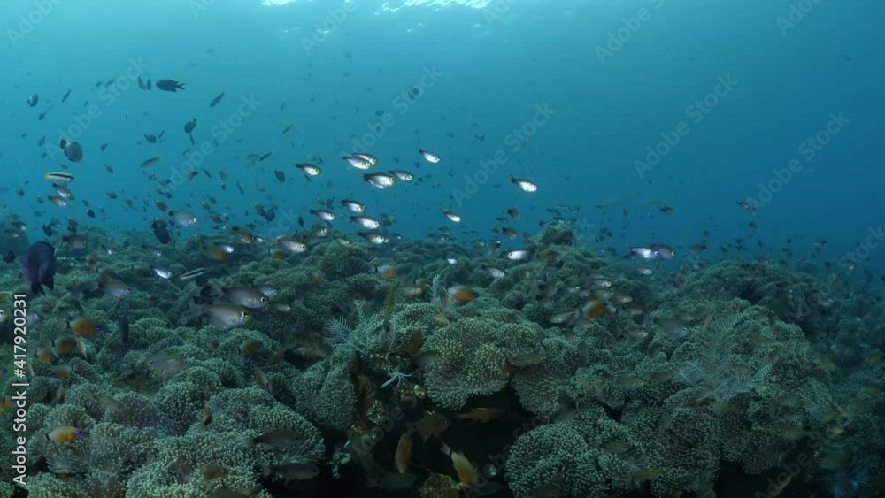 Huge fields of anemones, coral reefs and the coral garden in Tulamben, Bali, Indonesia. 4k underwater video. Huge fields of anemones, coral reefs and the coral garden in Tulamben, Bali, Indonesia. 4k underwater video.
