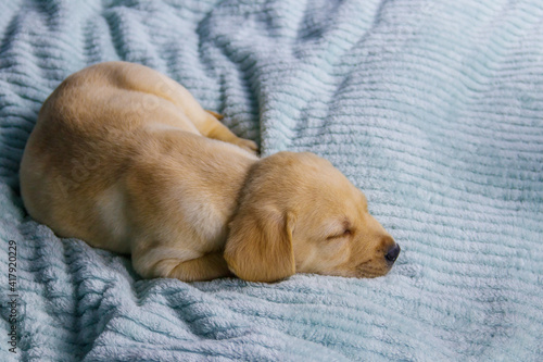 Small cute labrador retriever puppy dog sleeping on a bed