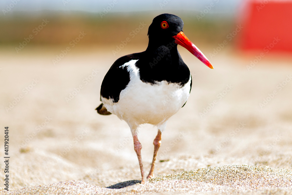 American Oystercatcher Haematopus palliatus on the beach American Oystercatcher Haematopus palliatus on the beach