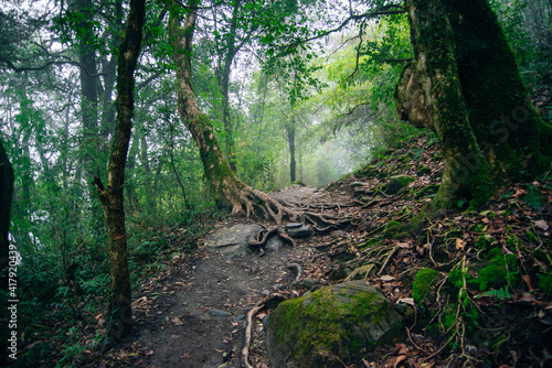 Foggy day in the forest. The trees and fog in the rainforest feel mysterious. nepal photo