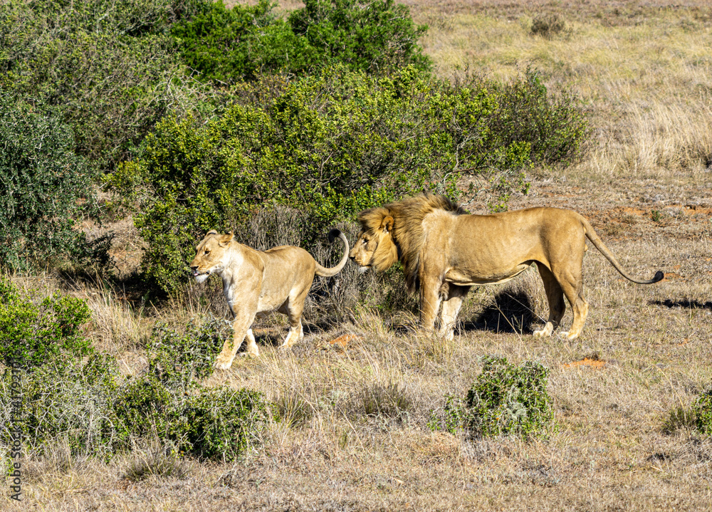 zwei Löwen Löwen Paar vor einem Busch stehend (Panthera leo) zwei Löwen Löwen Paar vor einem Busch stehend (Panthera leo)