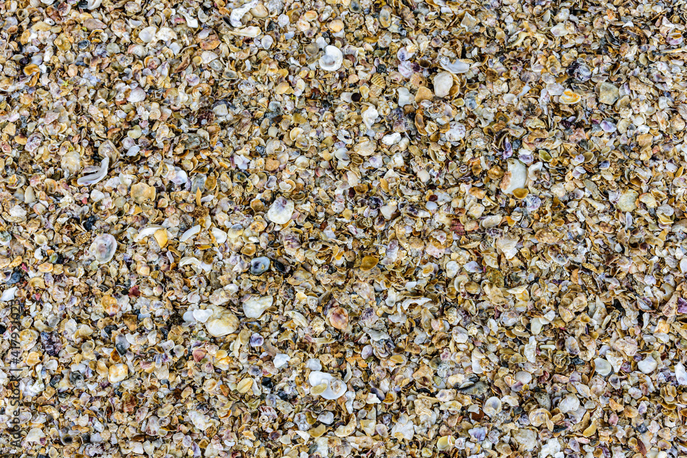 Fragments of sea shells natural texture background Fragments of sea shells natural texture background