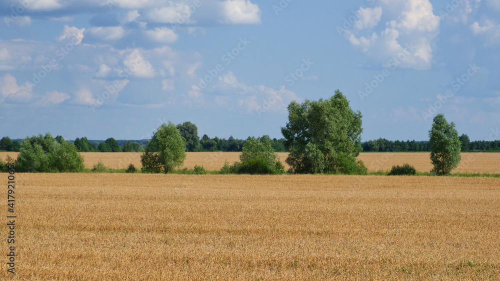 Several trees amidst a vast field of ripe wheat in summer. Agricultural land before harvesting grain. Picturesque rural landscape. Fluffy white clouds against the blue sky.