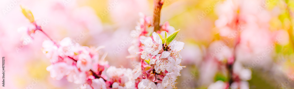 Beautiful panoramic spring scenery with cherry blossom and bokeh background