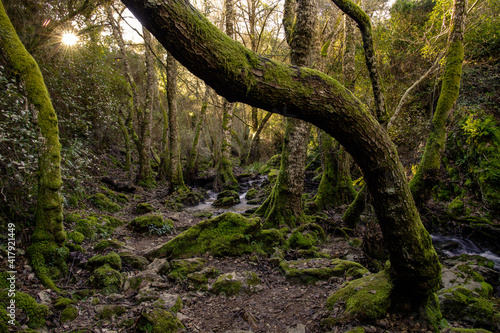 Magic forest in Sierra de Aracena