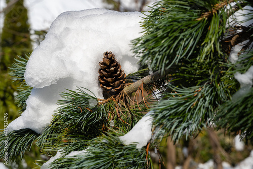 Branch of silver-blue Picea pungens Hoopsii Christmas tree covered with snow with brown cones against blue February sky. Close-up. Evergreen landscaped garden in winter. Nature concept for design. photo