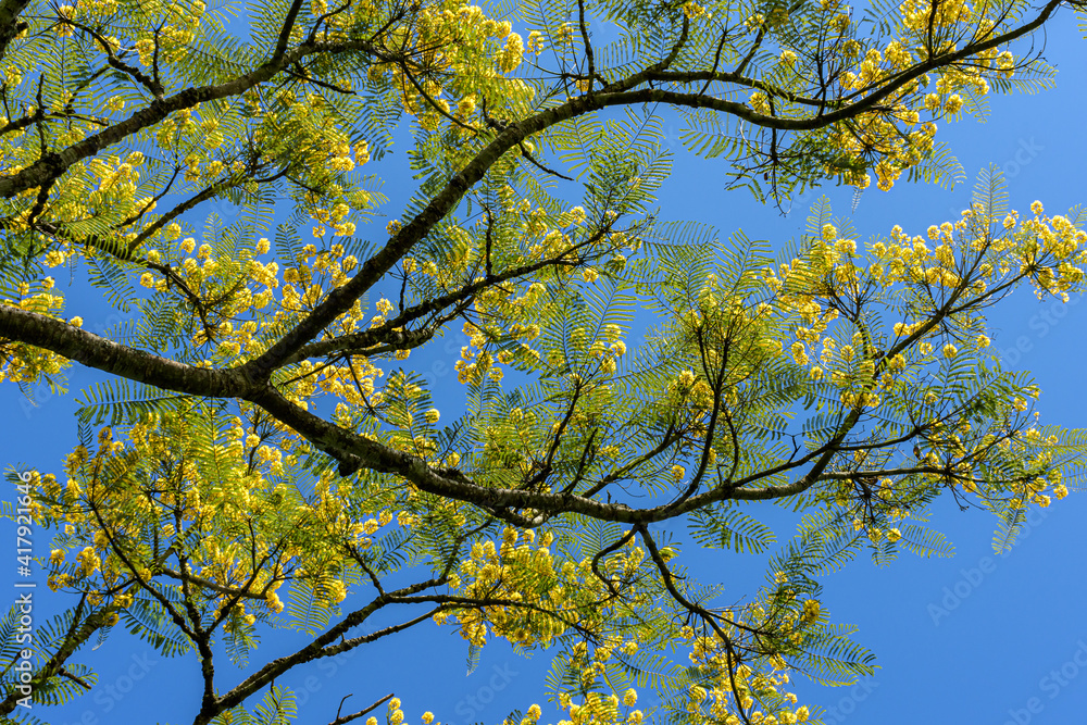 native tree of the Brazilian rain forest with yellow flowers under blue sky native tree of the Brazilian rain forest with yellow flowers under blue sky