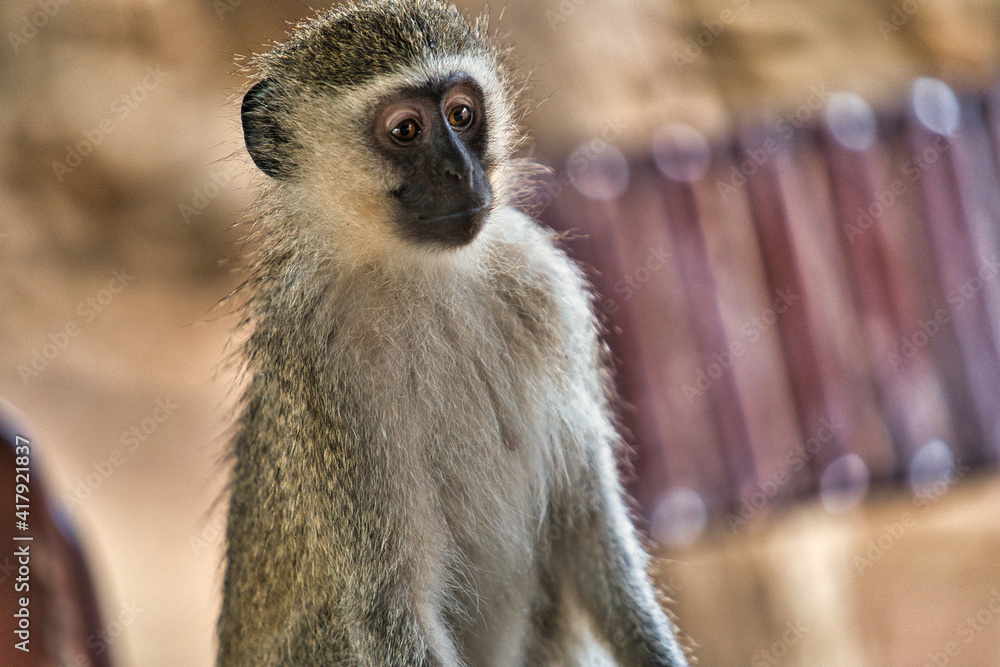 Naklejka premium A daydreaming monkey