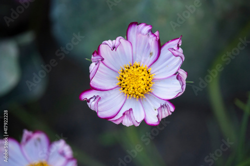 Cosmea