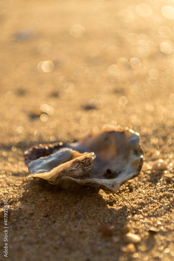 Seashell alone in the sand beach Seashell alone in the sand beach