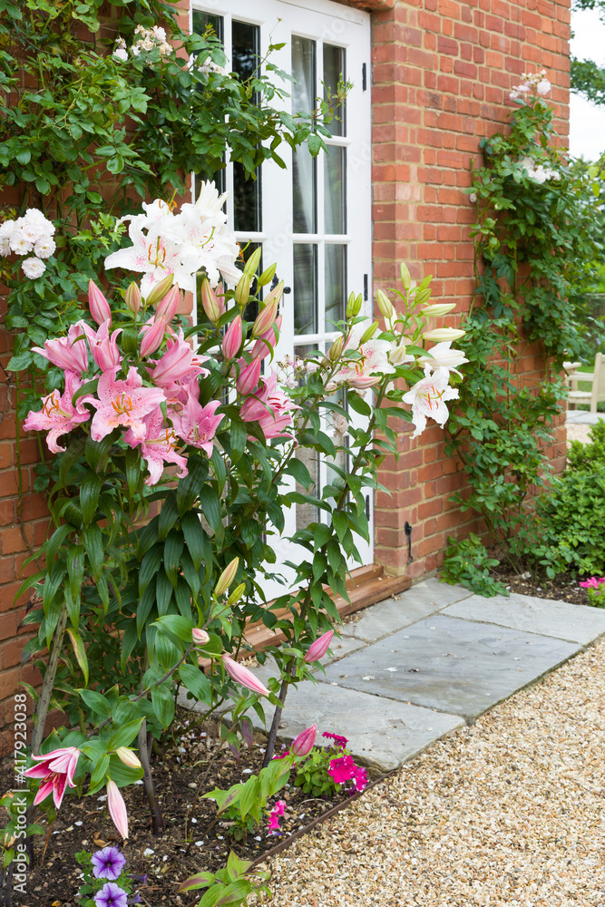 Oriental lilies in an English garden UK