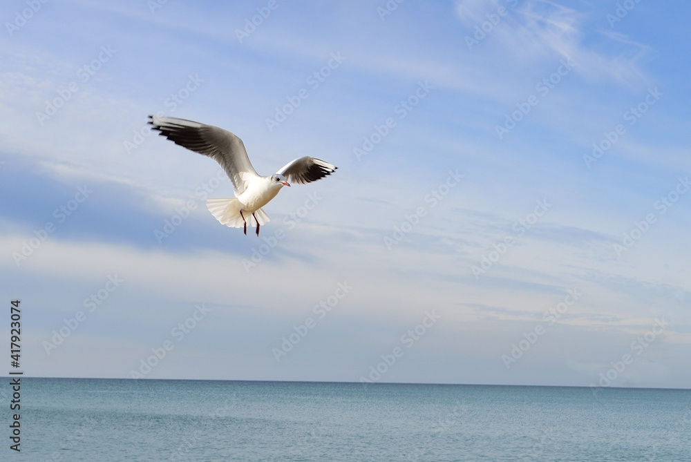 The seagull saw that someone was distributing food and prepared to land on the water
The seagull saw that someone was distributing food and prepared to land on the water