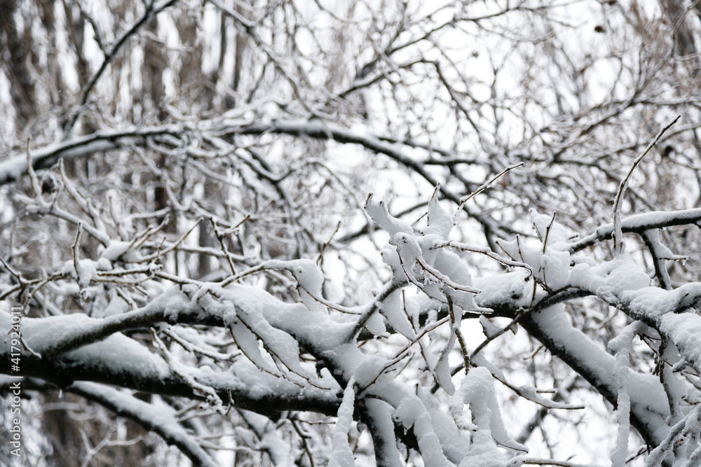 Obraz premium Close up of branches of trees covered with ice and snow, sleet load. Weather forecast concept. Snowy winter.