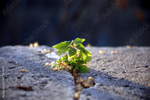 Backlight on green wild seedling growing in stone fracture