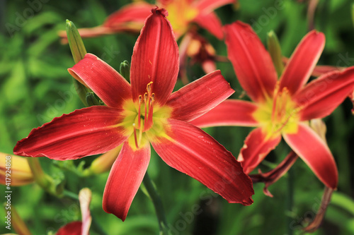 Blooming hemerocallis in sunny June