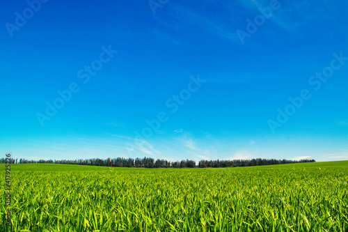 Field, tree and blue sky