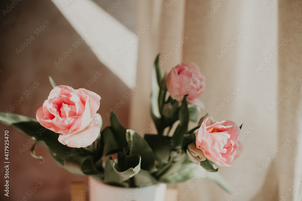 Obraz premium Composition of pink tulips on a blue background in a stylish hard light from the sun by the window of the house. Bouquet of spring flowers, still life.