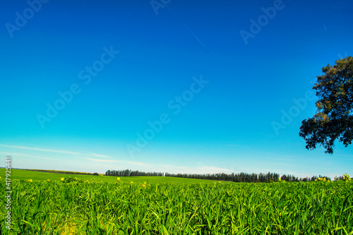 Field, tree and blue sky