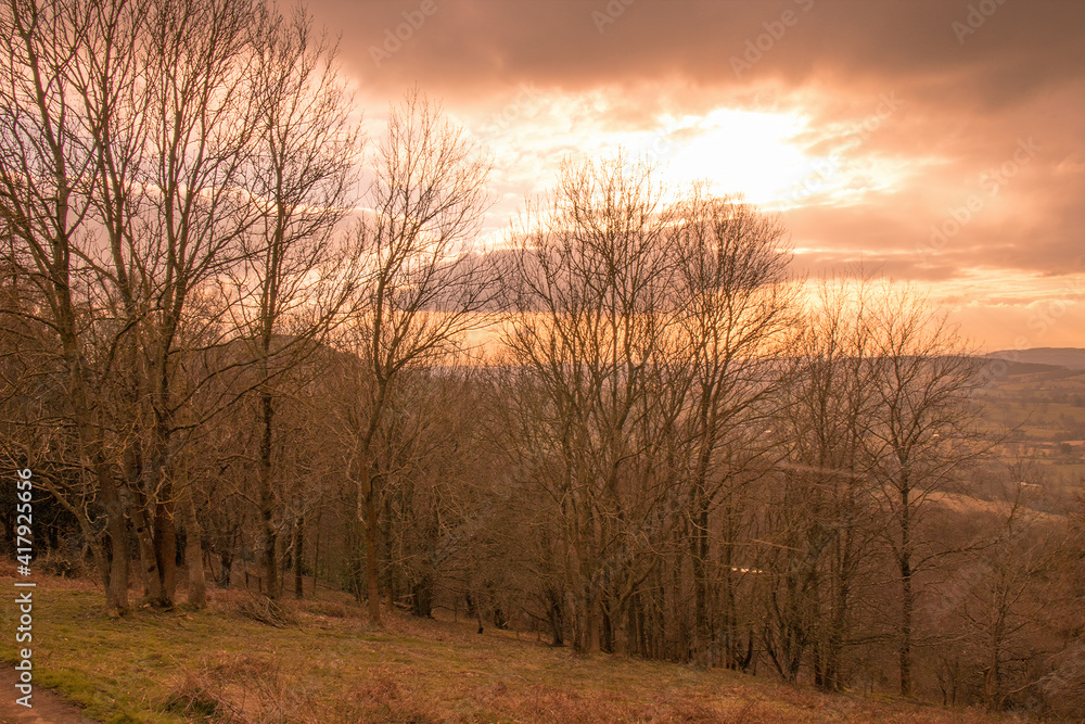 Fototapeta premium sunset in the forest