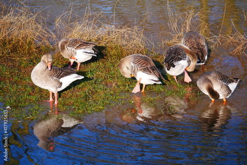 gray geese cleaning their feathers on an island with grass surrounded by high water photo