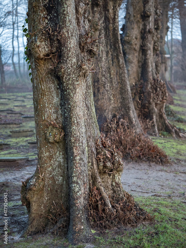 Cemetery in Christiansfeld, Denmark photo