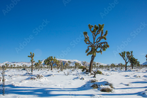 Winter in the high desert