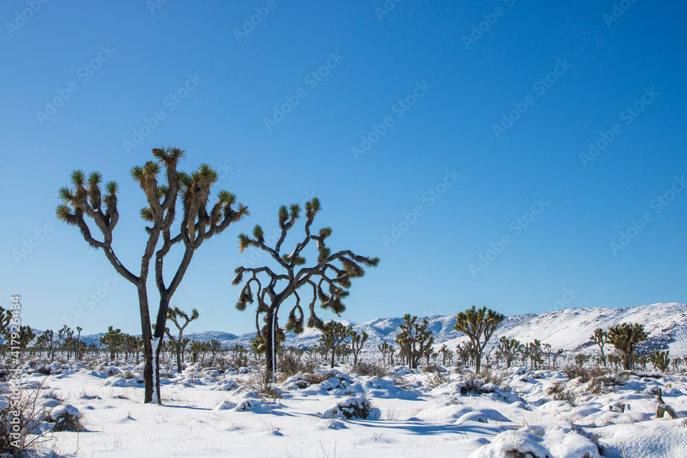 Winter in the high desert