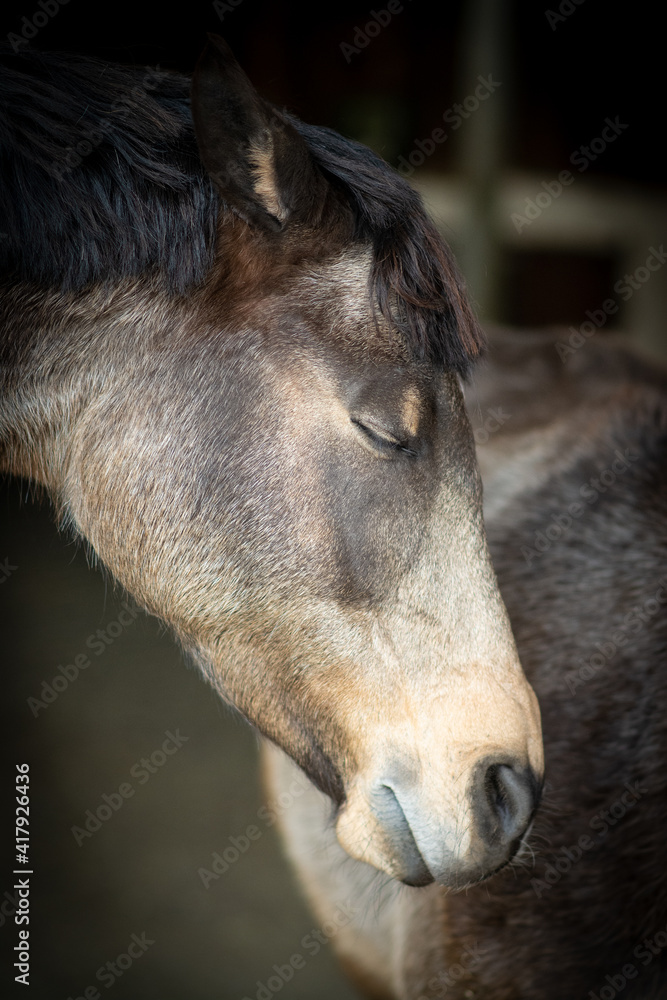 Fototapeta premium Pferdekopf