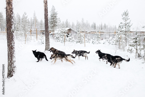 beautiful sled dog alaskanhuskies free running in a winter dog park in finland winter time